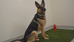 A service animal relief area (shown here) and lactation room are both required by the FAA for medium hub airports, which the Boise Airport will become later this year. A service animal relief area (shown here) and lactation room are both required by the FAA for medium hub airports, which the Boise Airport will become later this year.