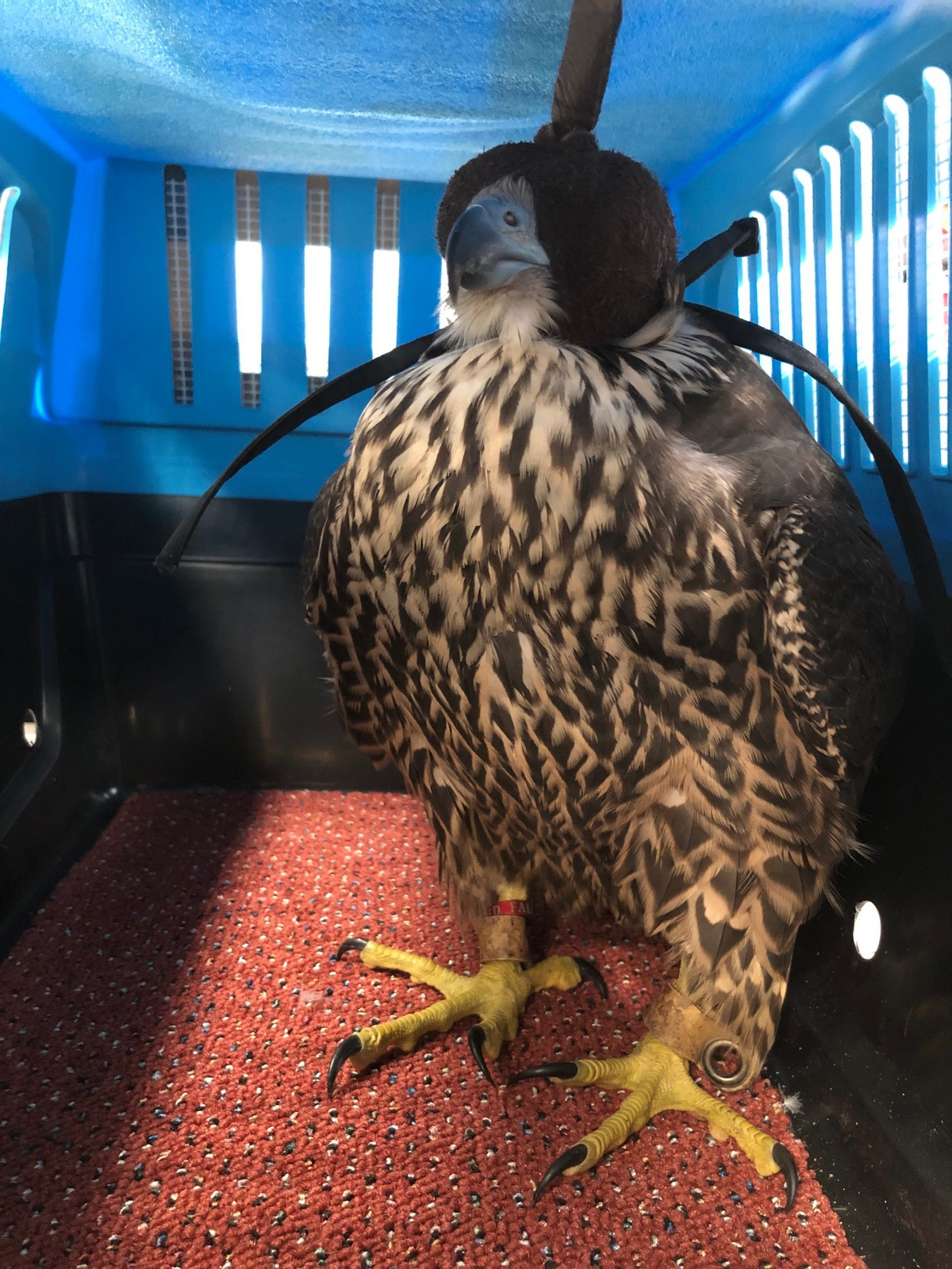 Falcon With Hood In Box 1