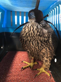 Falcon With Hood In Box 1 612f7bafdf9ad Falcon With Hood In Box 1 612f7bafdf9ad