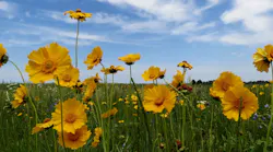 'Blue Sky Coreopsis' by Jeanette Jaskula