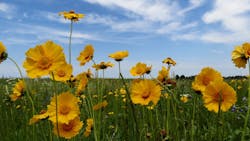 'Blue Sky Coreopsis' by Jeanette Jaskula 'Blue Sky Coreopsis' by Jeanette Jaskula