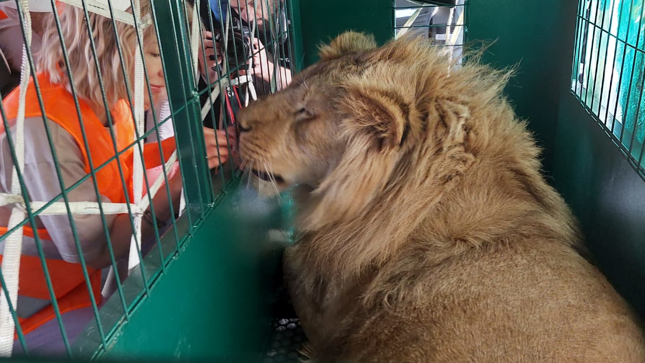 On October 26th a private plane took off from the Russian city of Chelyabinsk having filed a flight plan to its final destination, the Tanzanian city of Moshi, in Northern Tanzania, on the African east coast. The unusual passengers onboard this prestigious KlasJet private aircraft are a lion and a leopard who are being repatriated to more familiar territories following a long and complex rehabilitation process.