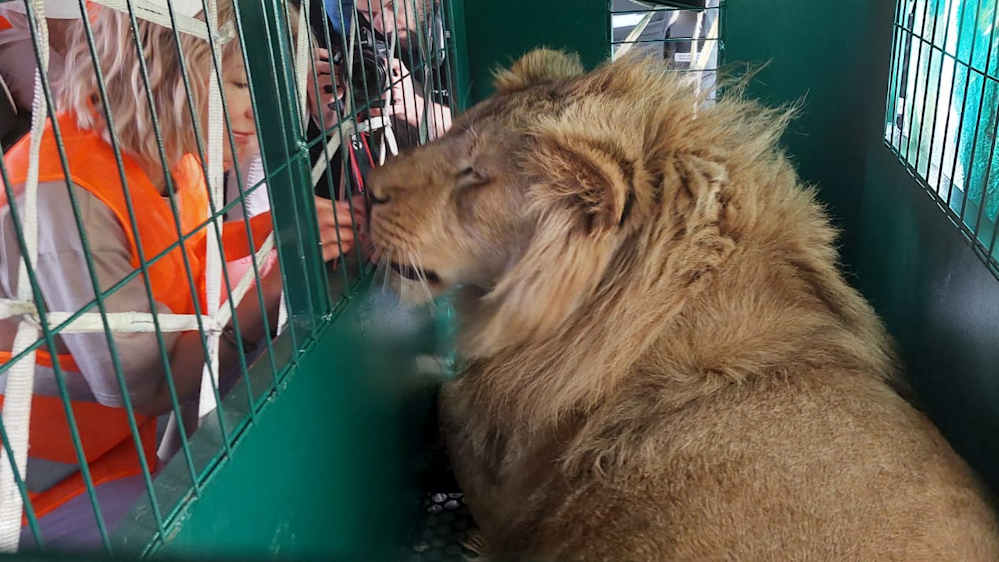 On October 26th a private plane took off from the Russian city of Chelyabinsk having filed a flight plan to its final destination, the Tanzanian city of Moshi, in Northern Tanzania, on the African east coast. The unusual passengers onboard this prestigious KlasJet private aircraft are a lion and a leopard who are being repatriated to more familiar territories following a long and complex rehabilitation process. On October 26th a private plane took off from the Russian city of Chelyabinsk having filed a flight plan to its final destination, the Tanzanian city of Moshi, in Northern Tanzania, on the African east coast. The unusual passengers onboard this prestigious KlasJet private aircraft are a lion and a leopard who are being repatriated to more familiar territories following a long and complex rehabilitation process.