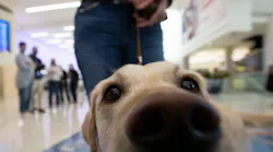 Yakeley, a nationally registered dog with the Alliance of Therapy Dogs, waits for passengers to pet her in John Glenn Columbus International Airport in Columbus, Ohio, on Thursday, Nov. 4, 2021