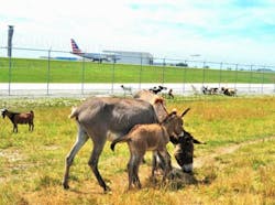 Image Credits Chicago O Hare International Airport 002 62a90543c0c32 Image Credits Chicago O Hare International Airport 002 62a90543c0c32