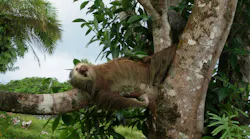 Frontier Airlines unveiled details of a special new aircraft that will join their fleet next year, featuring the Costa Rican two-toed sloth on its tail. Sloths are a national symbol of Costa Rica, and the two-toed sloth is the larger of two sloth species found in the 'Pura Vida' country.