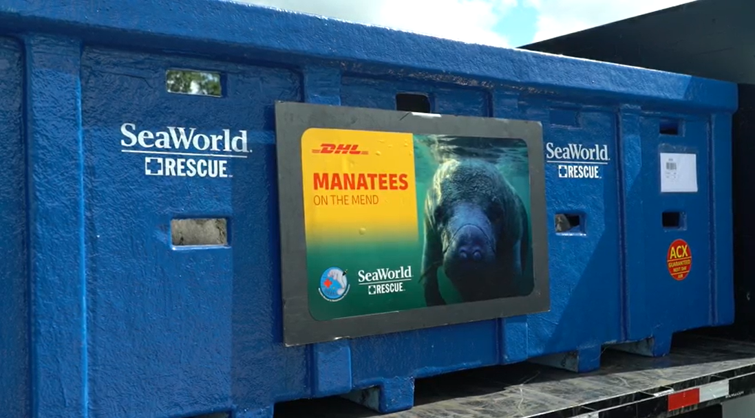 SeaWorld and DHL Express have joined forces to transport a manatee from Texas to Florida via air after successfully being rehabilitated for eight months at SeaWorld San Antonio.