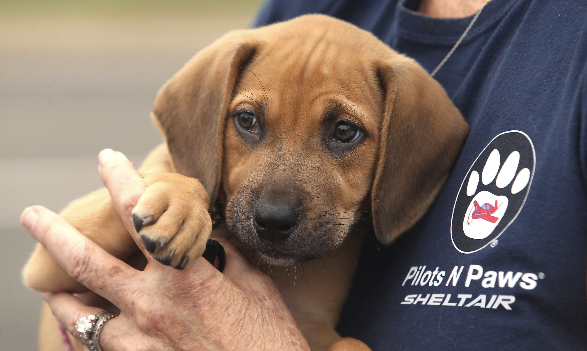 Pilots N Paws 630cbcf1bb99f