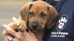 Pilots N Paws