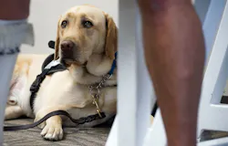 States are having a hard time weeding out fake emotional support animals from the ones people genuinely need for their mental or physical well-being. States are having a hard time weeding out fake emotional support animals from the ones people genuinely need for their mental or physical well-being.