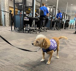 Cats Jake At Den 639b329d9cc1e Cats Jake At Den 639b329d9cc1e