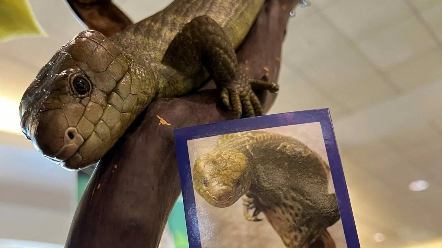 Bili the prehensile-tailed skink is just one of the many animals you might encounter at PHL International through a partnership with Philadelphia Zoo.
