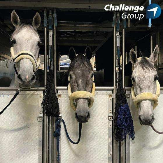 Challenge Handling The Air Cargo Horse Whisperer