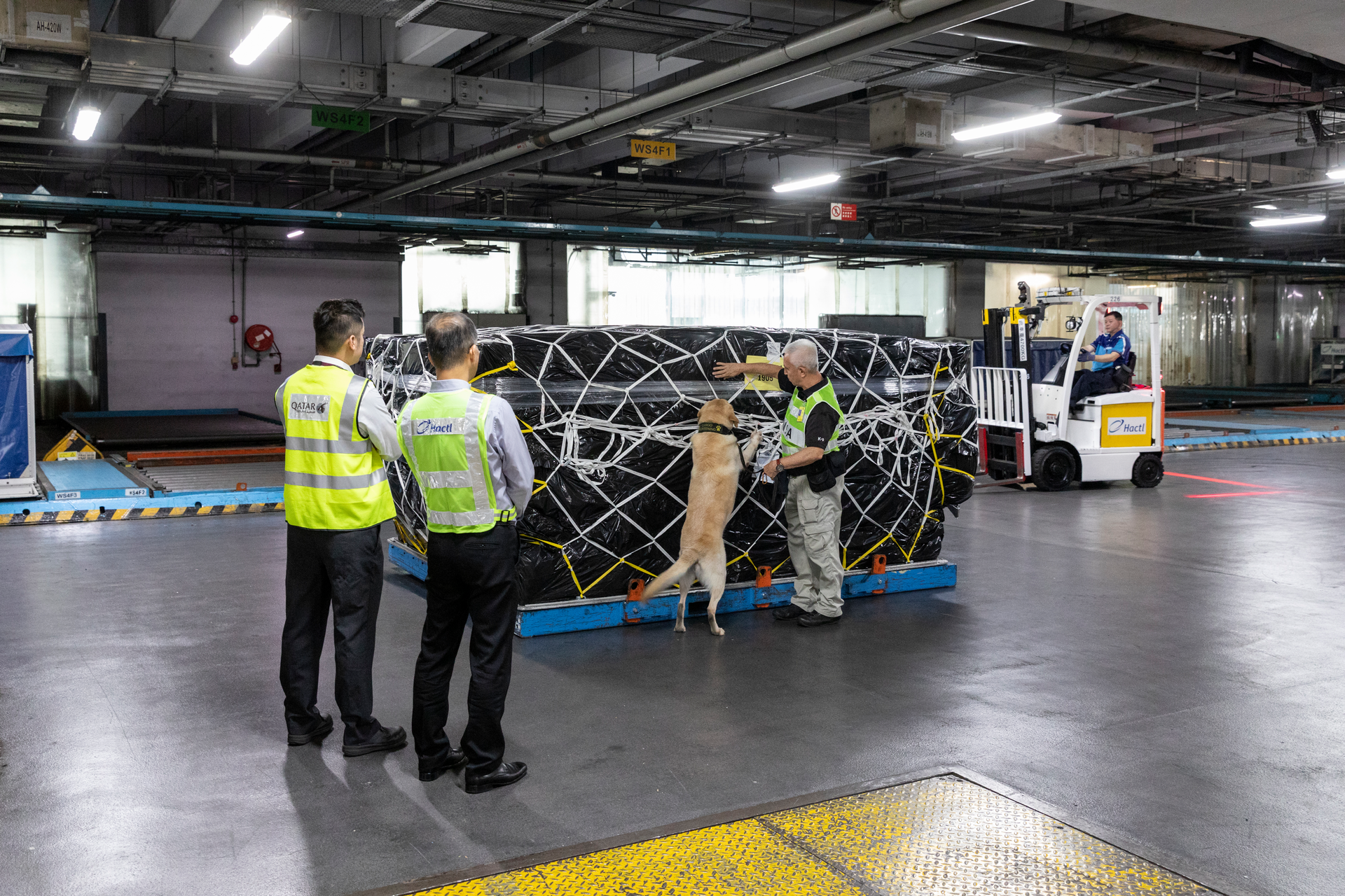 Canine Screening Photo