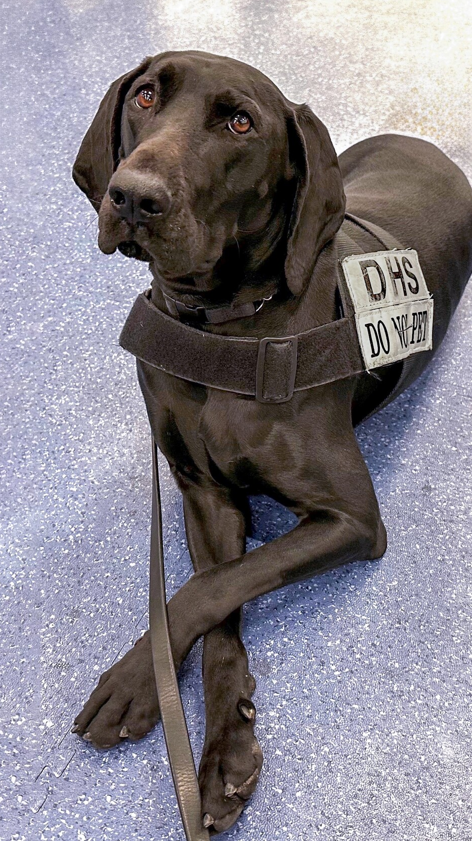 2023 TSA Cutest Canine Dina takes time out of her busy day to pose for a photo