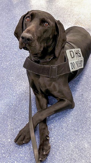2023 TSA Cutest Canine Dina takes time out of her busy day to pose for a photo