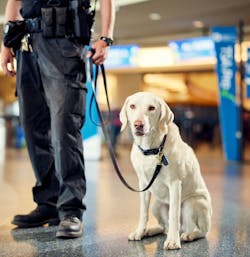 Explosive detection canine Lubo at Boise Airport where he works as an added layer of security along with his Boise Police Department handler Anthony.