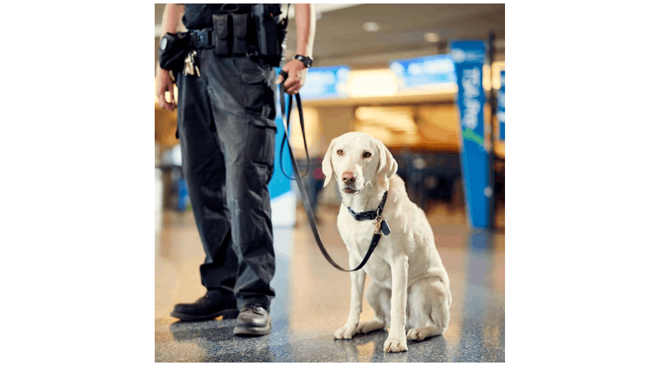 Explosive detection canine Lubo at Boise Airport where he works as an added layer of security along with his Boise Police Department handler Anthony.
