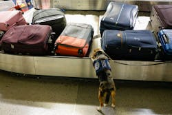 Agriculture detection K-9 Merla, a 4-year-old beagle, screens international luggage inside Terminal D, Tuesday, Aug. 8, 2023 at DFW International Airport. Merla is trained to detect certain types of fruit, vegetables and meat that are not allowed inside traveler s luggage.