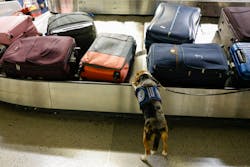 Agriculture detection K-9 Merla, a 4-year-old beagle, screens international luggage inside Terminal D, Tuesday, Aug. 8, 2023 at DFW International Airport. Merla is trained to detect certain types of fruit, vegetables and meat that are not allowed inside traveler s luggage. Agriculture detection K-9 Merla, a 4-year-old beagle, screens international luggage inside Terminal D, Tuesday, Aug. 8, 2023 at DFW International Airport. Merla is trained to detect certain types of fruit, vegetables and meat that are not allowed inside traveler s luggage.