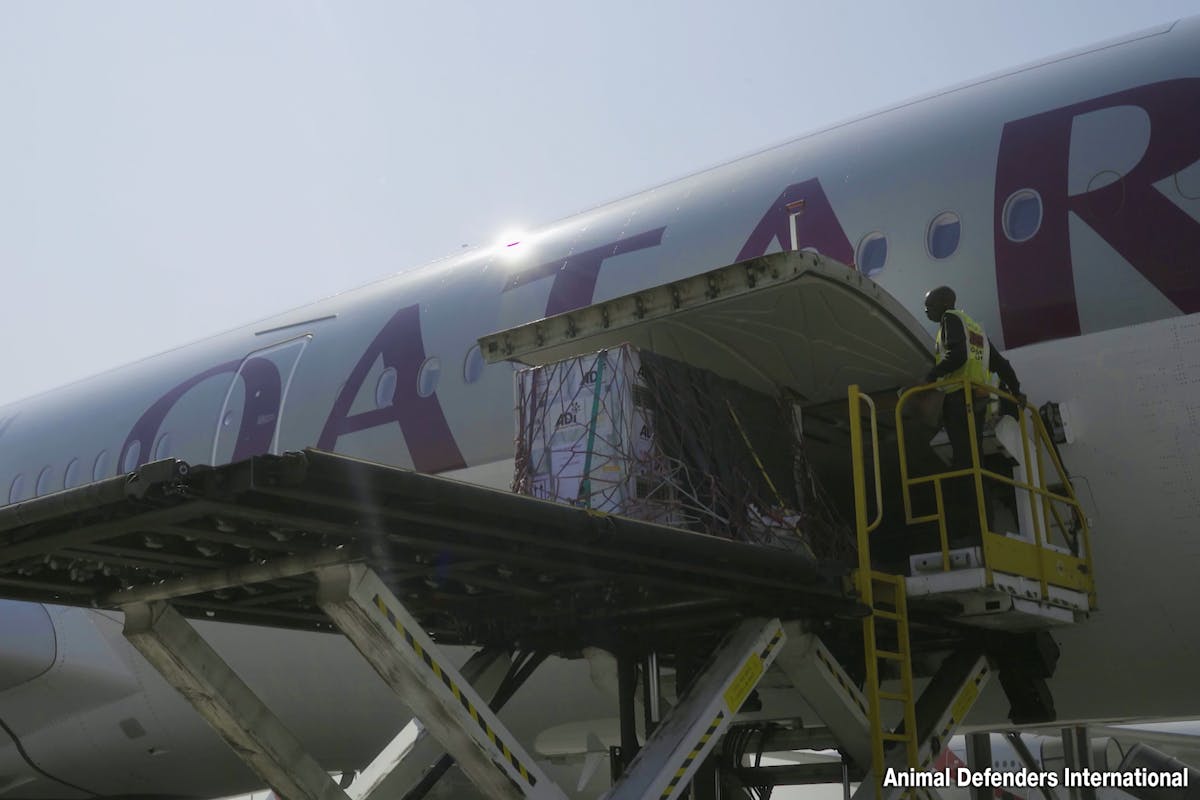 Qatar airways animal top