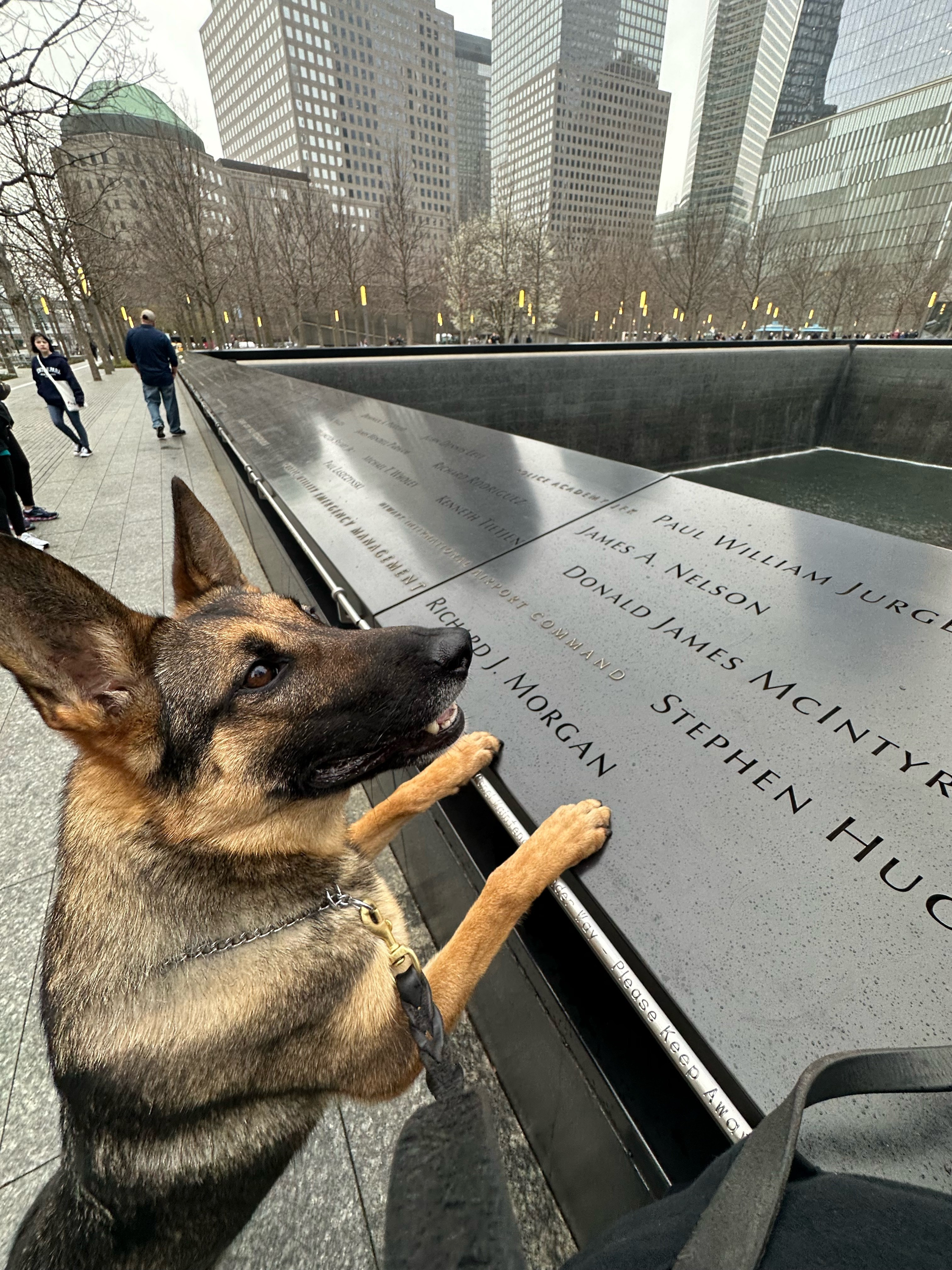 TSA passenger screening canine Maly, whose specialty is explosives detection, works at JFK International Airport. Here he paid a visit to the 9/11 Memorial in New York City.