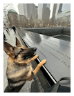 TSA passenger screening canine Maly, whose specialty is explosives detection, works at JFK International Airport. Here he paid a visit to the 9/11 Memorial in New York City.