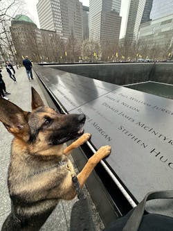 TSA passenger screening canine Maly, whose specialty is explosives detection, works at JFK International Airport. Here he paid a visit to the 9/11 Memorial in New York City.