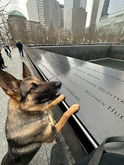 TSA passenger screening canine Maly, whose specialty is explosives detection, works at JFK International Airport. Here he paid a visit to the 9/11 Memorial in New York City. TSA passenger screening canine Maly, whose specialty is explosives detection, works at JFK International Airport. Here he paid a visit to the 9/11 Memorial in New York City.