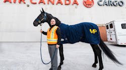 Air Canada Cargo&rsquo;s first equine transport was Noble, a gift from the Royal Canadian Mounted Police to King Charles III in March, ahead of his coronation ceremony.