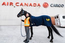 Air Canada Cargo’s first equine transport was Noble, a gift from the Royal Canadian Mounted Police to King Charles III in March, ahead of his coronation ceremony. Air Canada Cargo’s first equine transport was Noble, a gift from the Royal Canadian Mounted Police to King Charles III in March, ahead of his coronation ceremony.
