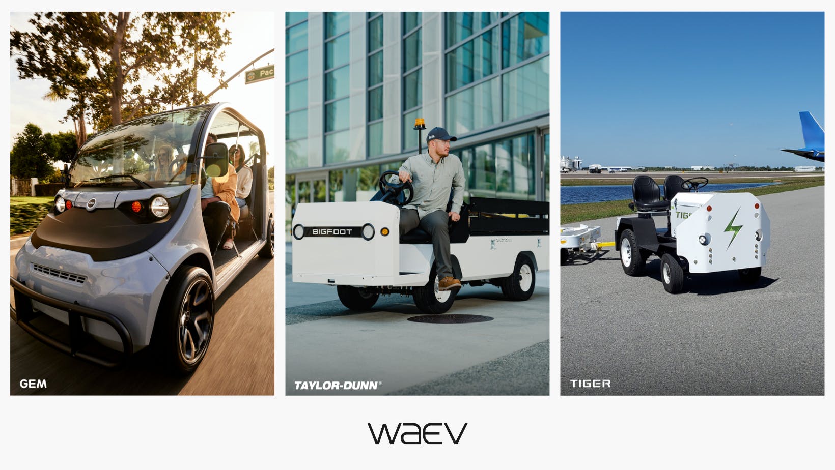 waevincevportfoliogemtaylordunntiger