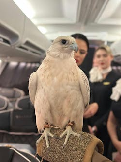 klasjet_regularly_conducts_hunting_falcon_flights_