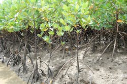 65fc321fddc835001e57ebb7 Mangrove Restoration Kenya Mangroves 4