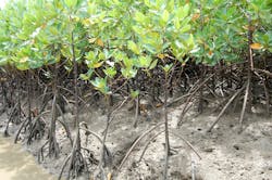 65fc321fddc835001e57ebb7 Mangrove Restoration Kenya Mangroves 4 65fc321fddc835001e57ebb7 Mangrove Restoration Kenya Mangroves 4