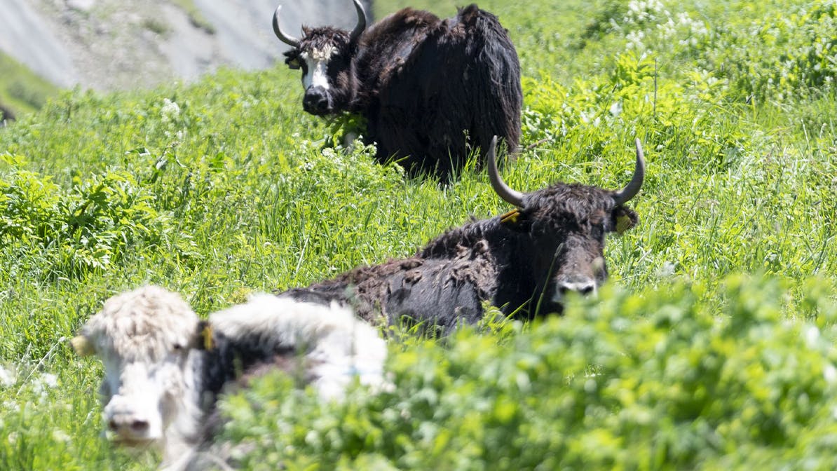 A herd of 116 yaks has a new home thanks in part to Silk Way West Airlines.