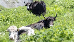 A herd of 116 yaks has a new home thanks in part to Silk Way West Airlines. A herd of 116 yaks has a new home thanks in part to Silk Way West Airlines.