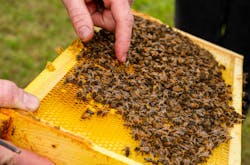 One honey bee hive and two BeeHomes for wild bees have been added to the offerings at YEG’s Airport City Sustainability Campus.