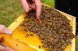One honey bee hive and two BeeHomes for wild bees have been added to the offerings at YEG’s Airport City Sustainability Campus. One honey bee hive and two BeeHomes for wild bees have been added to the offerings at YEG’s Airport City Sustainability Campus.