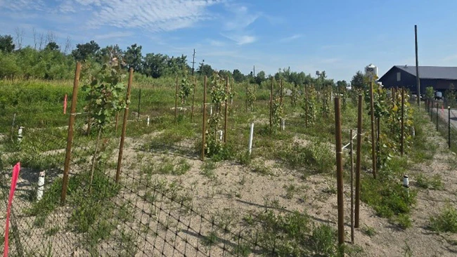 A PEIR Barrier field study. PEIR Barrier does not require large trees near runways or flight lines. Designs can be adapted to airport environments by carefully selecting for &ldquo;best-fit&rdquo; species and appropriate locations.
